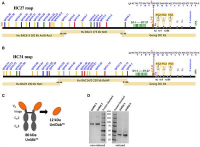 Multispecific Antibody Development Platform Based on Human Heavy Chain Antibodies